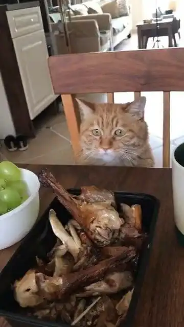 打包回来的烤鸭,小馋猫一直死死盯着,咋还上手了
