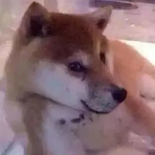 情头拿走不谢有个人追你追到一半却忽然不追了,还默默换了头像
