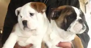 充满王者风范的斗牛犬健美的体形憨憨的表情
