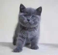 繁殖纯种英短蓝猫蓝猫加白健康有保障