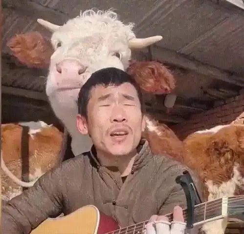 小伙对牛弹琴,牛为啥有这种反应可能是该洗头了
