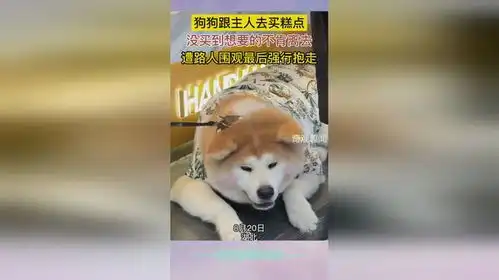 爆笑狗狗没买到心仪糕点不肯离去,最终被主人强行抱走
