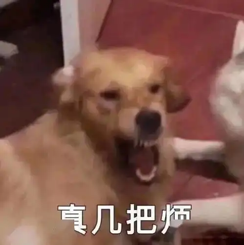 可爱小狗表情包