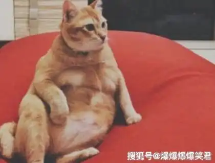 爆笑段子吃了便宜的避孕药,它有副作用,结果...
