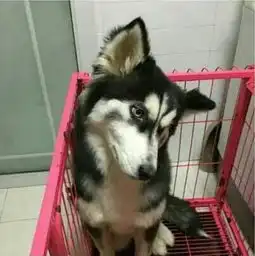 爆笑主人我能换个姿势
