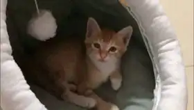 小橘猫上厕所,表情笑死了被镜头拍下赶紧逃跑

