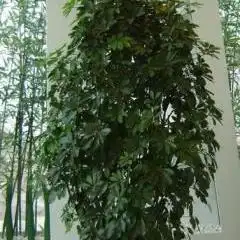 摇钱树
