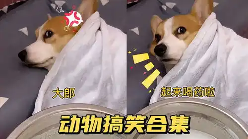 动物搞笑合集大郎,起床喝药了
