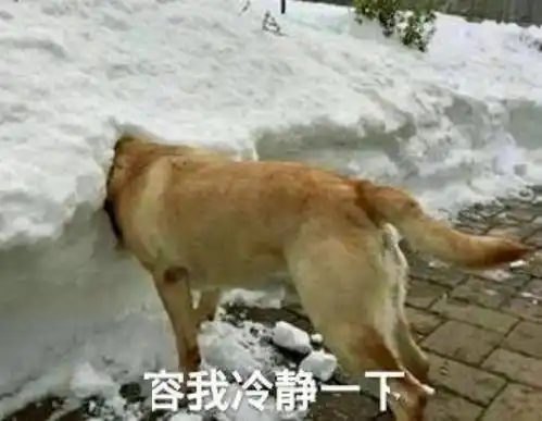 凌晨5点多,男子潜入新会竹林里作案全过程仅三分钟
