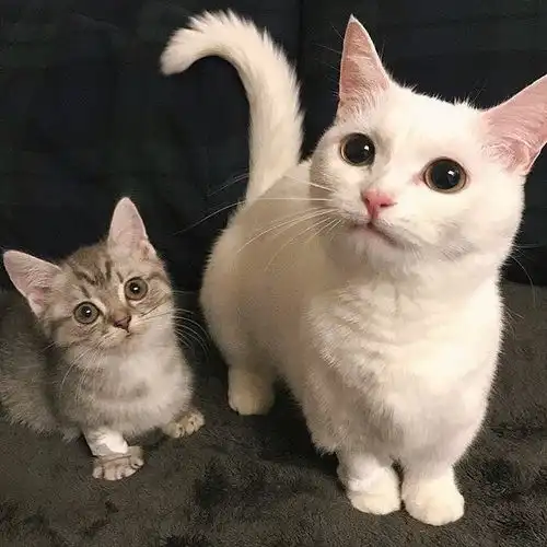 有什么好的萌宠头像推荐一下主要猫猫狗狗的

