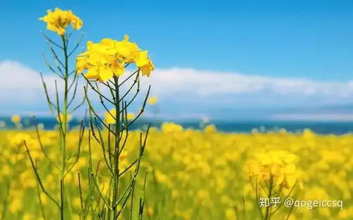 还呗借款需要符合什么条件
