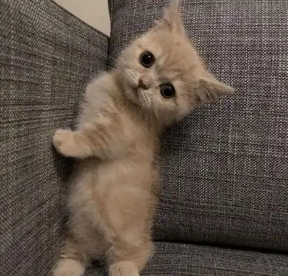 主人给小猫咪剃毛,小猫咪坐台子上发呆,一脸懵样萌化人心
