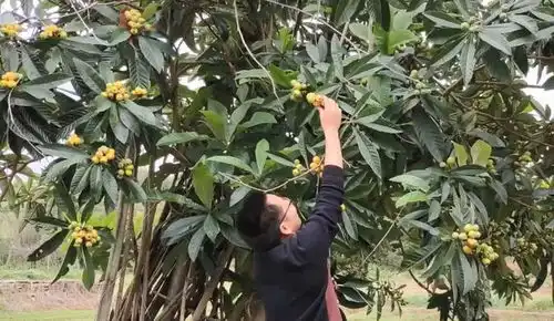 树上野枇杷成熟了,小哥爬树摘了一些,看小孩的表情就知道甜不甜
