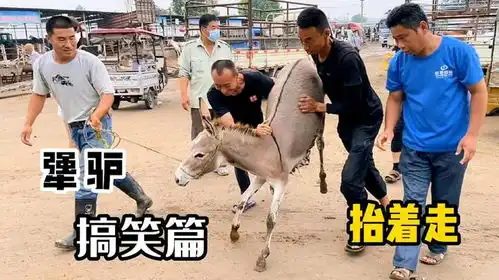 西域神兽牵着不走,打着倒退,陕西小毛驴上演搞笑版犟驴
