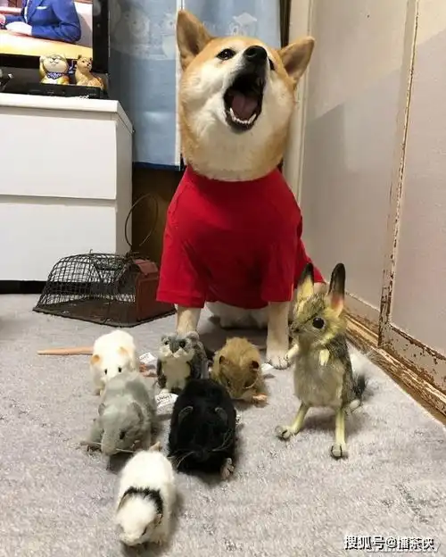 又一个柴犬表情包戏精汪星人堪比狗界影后