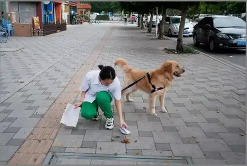广州打狗已经进入紧张状态各位狗主出门一定要牵好狗绳挂上狗牌
