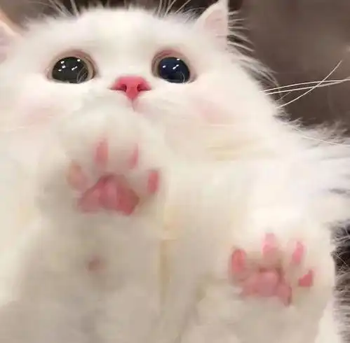 wechat搞怪猫咪头像
