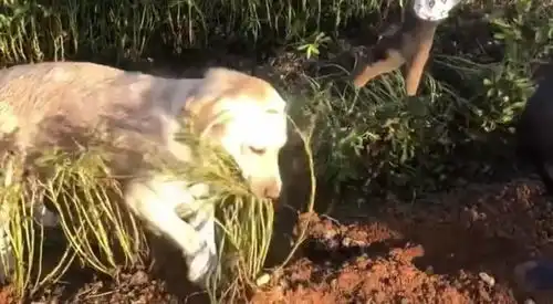 狗子拔花生的搞笑操作,看到最后这是累成狗了啊
