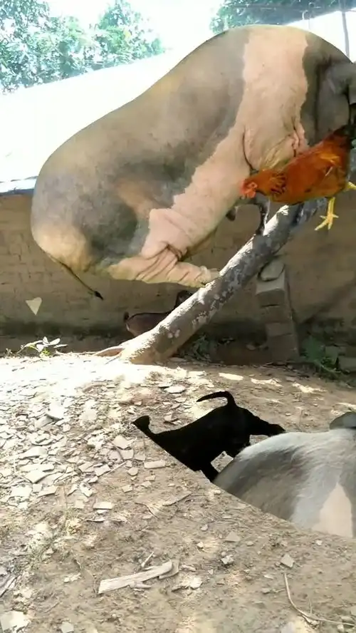 你可能没见过这么肥的猪上树
