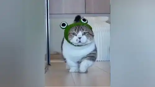 猫咪狗子爆笑时装走秀,音乐响起戏精附体,笑出十块腹肌精神小狗猫步走起来萌宠
