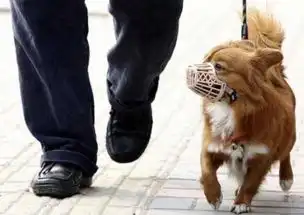 咬人恶犬引众怒市民热议别让养狗成养患

