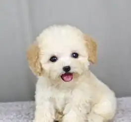 宝鸡高颜值泰迪宝宝搞怪自拍小能手贵妇犬
