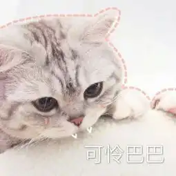 可爱猫咪带字头像搞笑图片大全2018伸手怕犯错缩手怕错过
