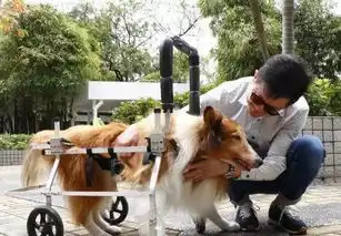 十五岁老狗晚年靠轮椅度日,主人劳累成疾不离不弃

