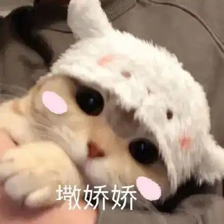 猫咪表情包做啥啥不对,天天只会睡