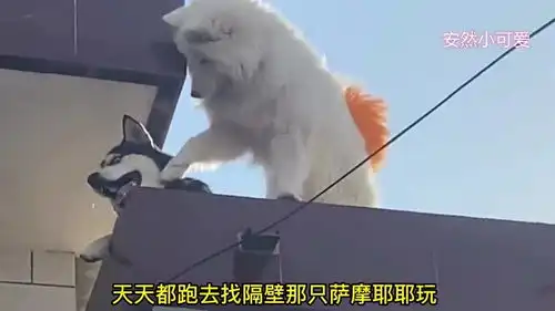 爆笑我家二哈,天天去隔壁家找萨摩耶约会
