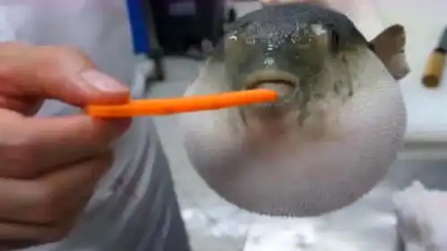 第一次看到河豚吃胡萝卜,吃到一半还打嗝了,镜头拍下搞笑画面