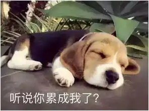 半文艺术传媒丨累成狗别开玩笑了,狗生赢家可比你辛苦多了
