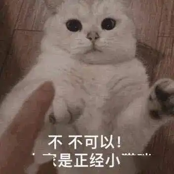 超萌猫咪表情包,你喜欢哪一只

