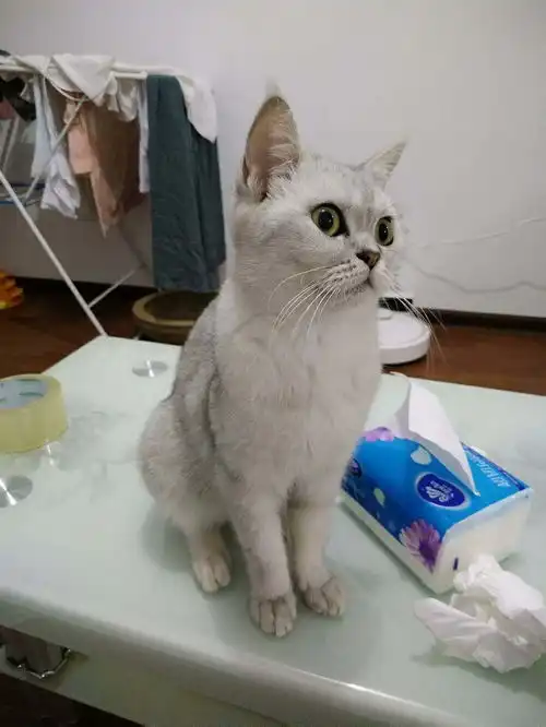英短两只小偿
