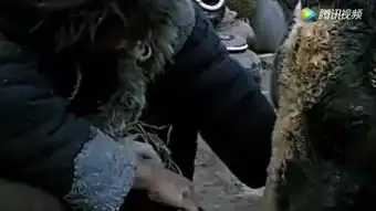 电影斗牛