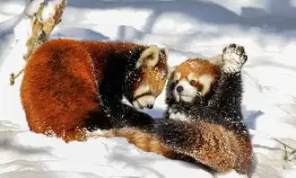 美动物园小熊猫雪中嬉闹打滚逗趣6325735教育图片库大视野
