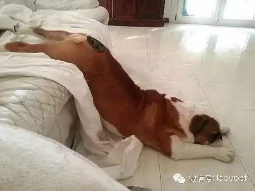 通过睡姿,读出狗狗的幸福指数
