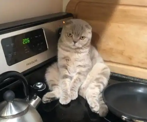 15张猫咪的沙雕搞笑图片让你知道喵星人到底能可爱到什么程度
