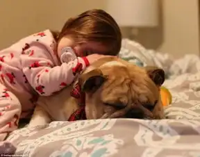暖心美国两岁女孩与斗牛犬形影不离成好友全文