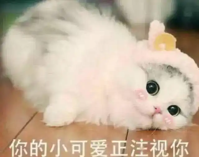 女孩抱着猫咪午睡,睡梦中听到猫咪喵喵叫,睁眼一看吓出猪叫声
