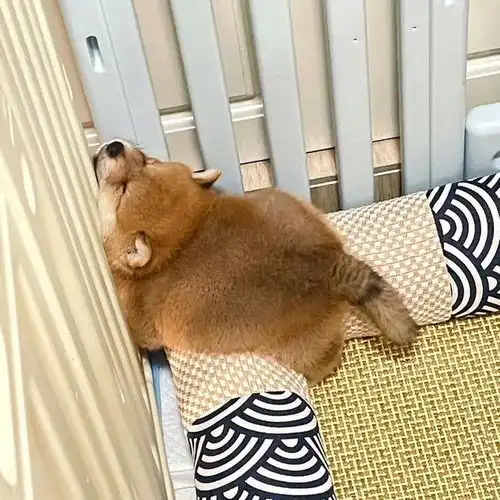 搞笑图片柴犬像猫不是没有道理的,不回头还以为是只猫

