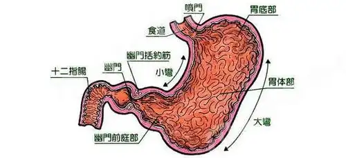 胃炎真的等于胃窦炎预防胃窦炎有什么措施可做
