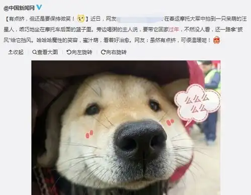 回家过年,不是你弃养宠物的借口
