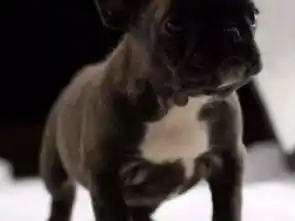 图天津汉沽斗牛犬签证包活同城送货上门天津宠物狗
