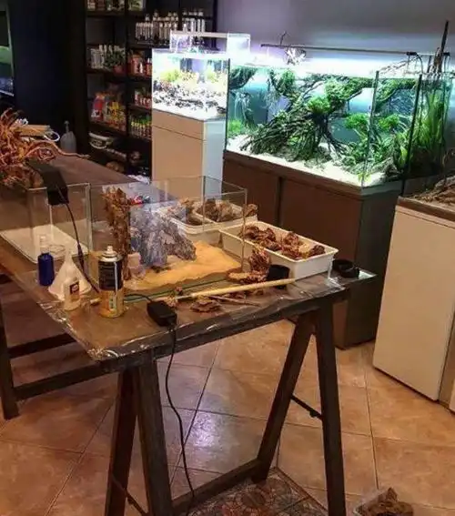 带您看点不一样的外国的水族店里都有啥
