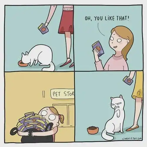 一组有趣的图片告诉你这就是养猫以后的生活
