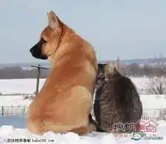 狗的搞笑图片动物