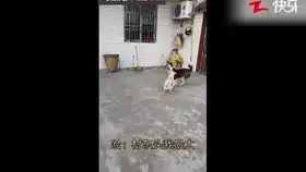 爆笑当柴犬跟铲屎官回老家过年戴口罩勤洗手避人群
