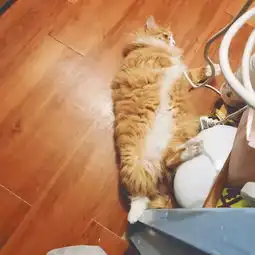 猫收藏夹
