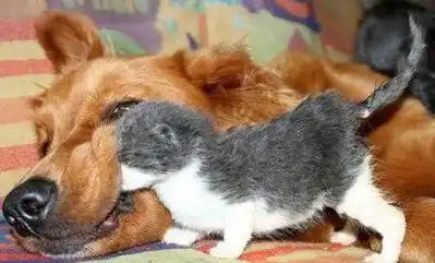 猫狗大战
